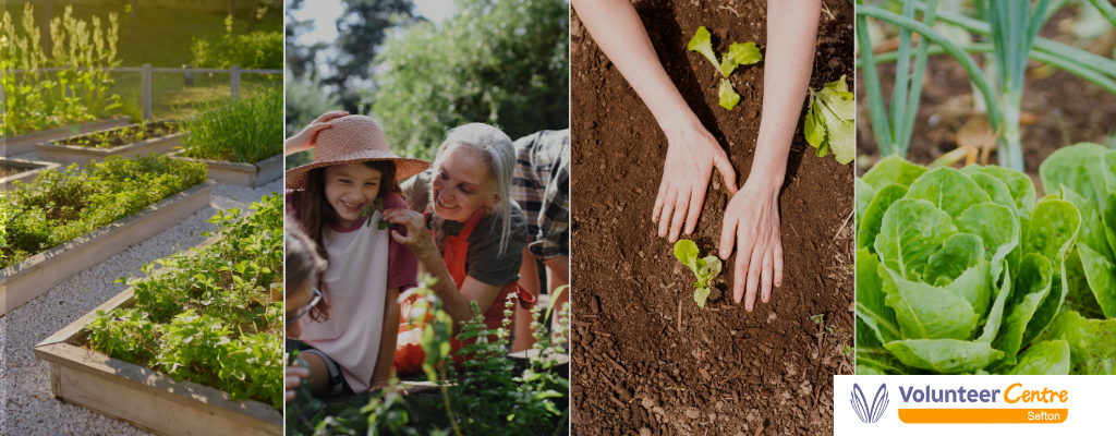 Volunteer for Community gardens in&nbsp;Sefton
